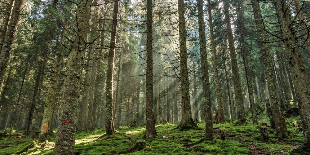 La tasa de tala en Galicia es baja