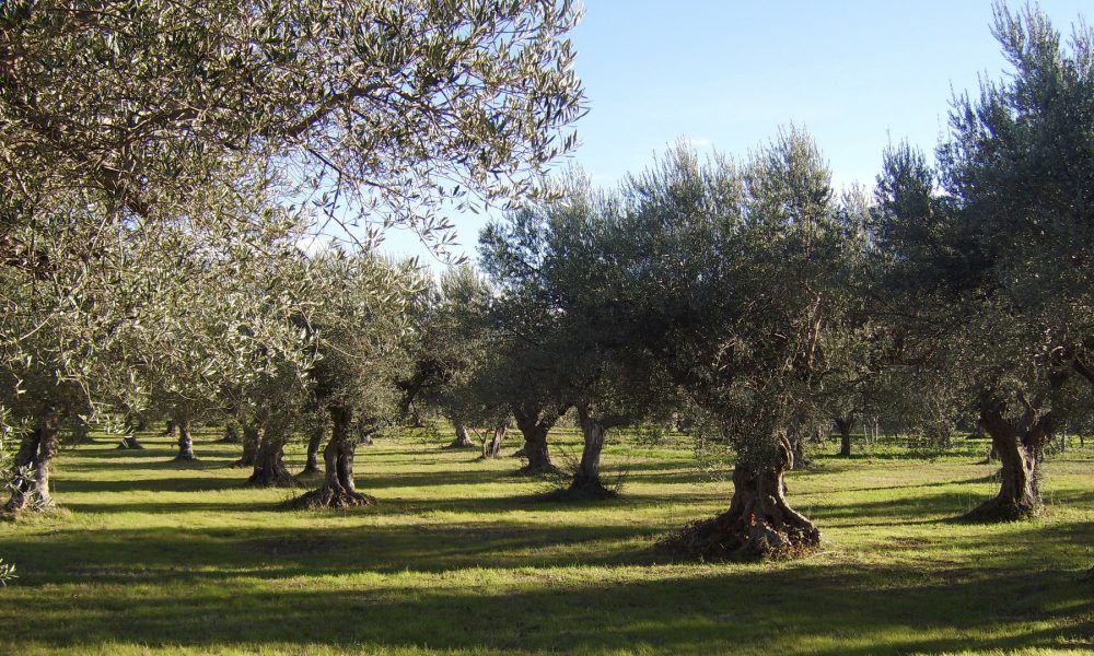 la xylella fastidiosa echa raices en la peninsula iberica