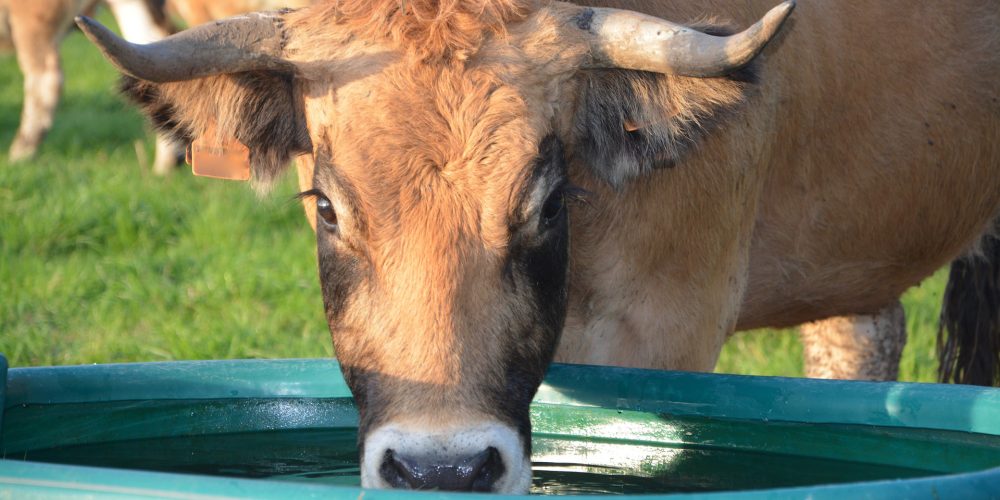 Las ayudas para garantizar el suministro de agua a las explotaciones agrarias se resolverán en próximos días
