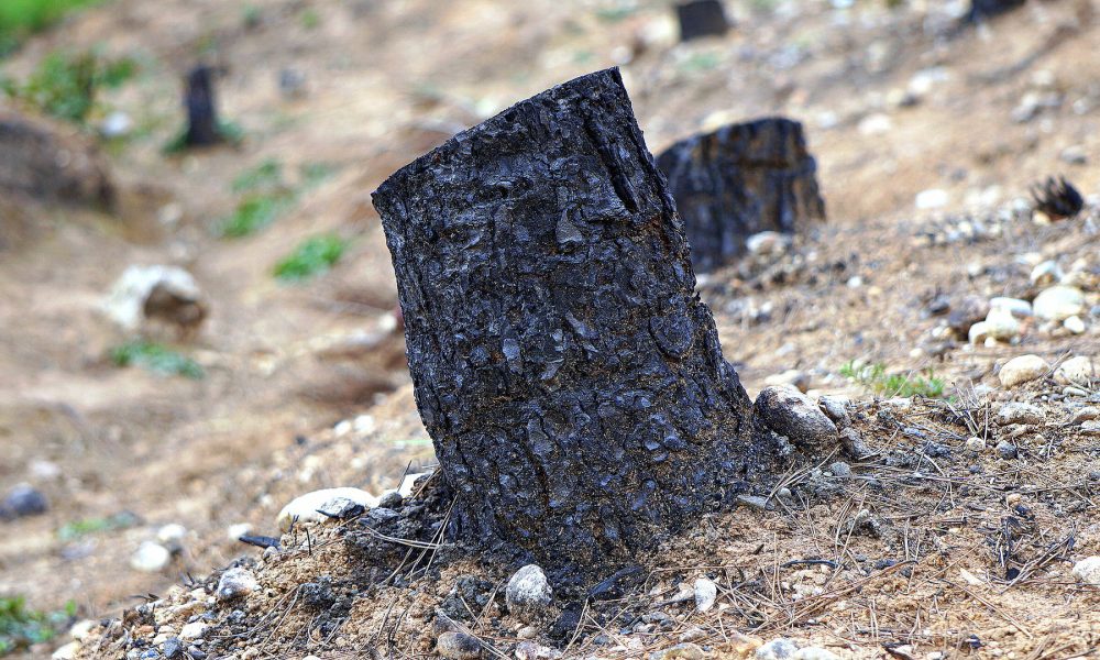 las preocupantes secuelas de los incendios forestales