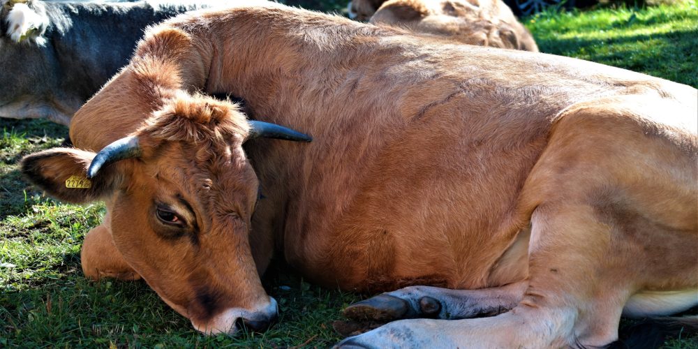 Las vacas preñadas
