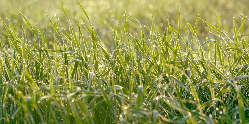 Maquinaria básica para cuidar el jardín