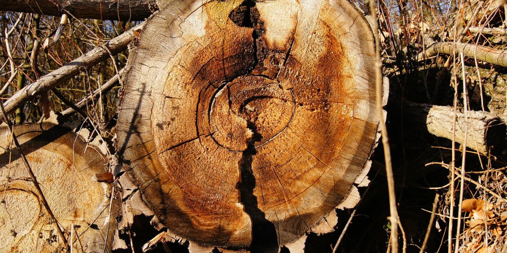 Más de tres millones de toneladas de madera afectada por los incendios