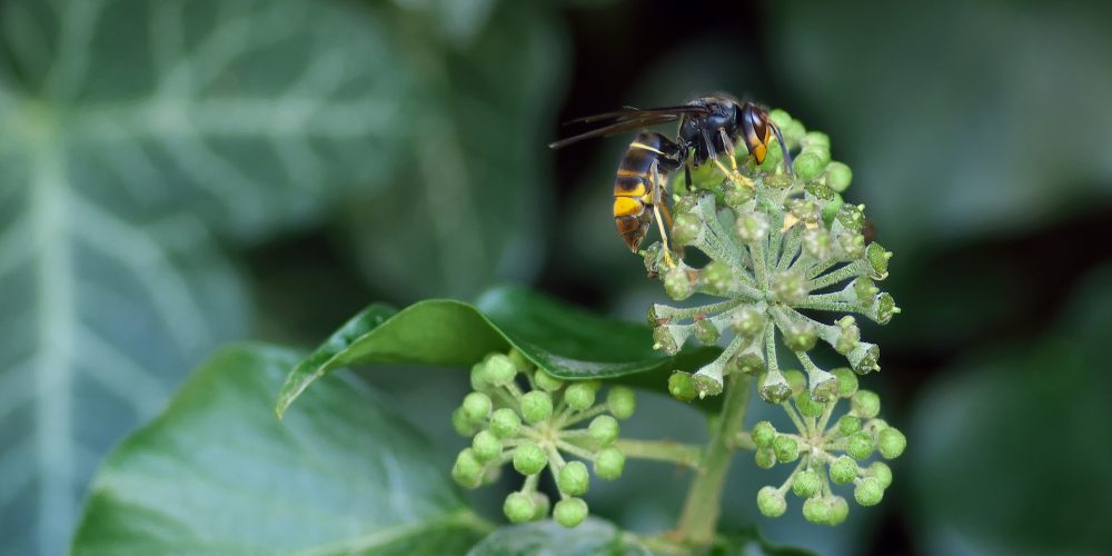 Más del 30% de la producción de miel afectada por la avispa asiática