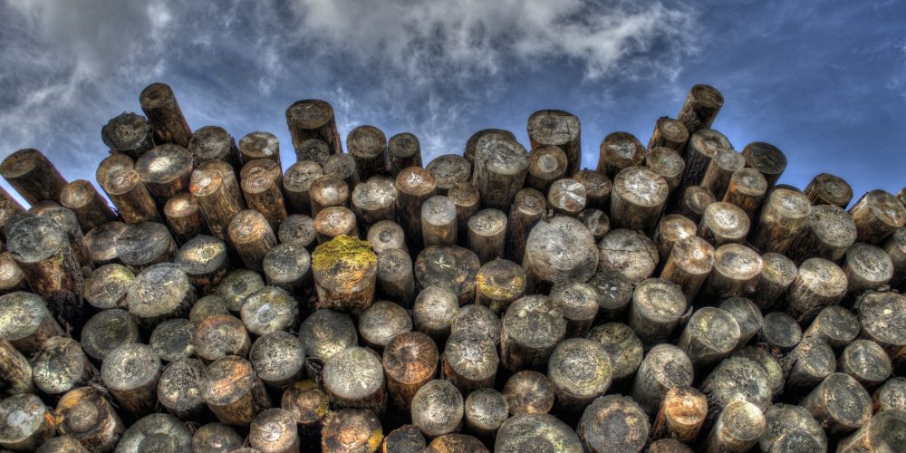 Nace la Axencia Galega da Industria Forestal, que velará por la salud del sector