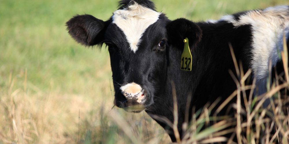 Reducciones fiscales para agricultores y ganaderos