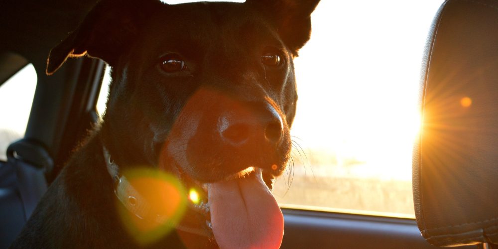 Tintar las lunas del coche puede beneficiar a tu mascota