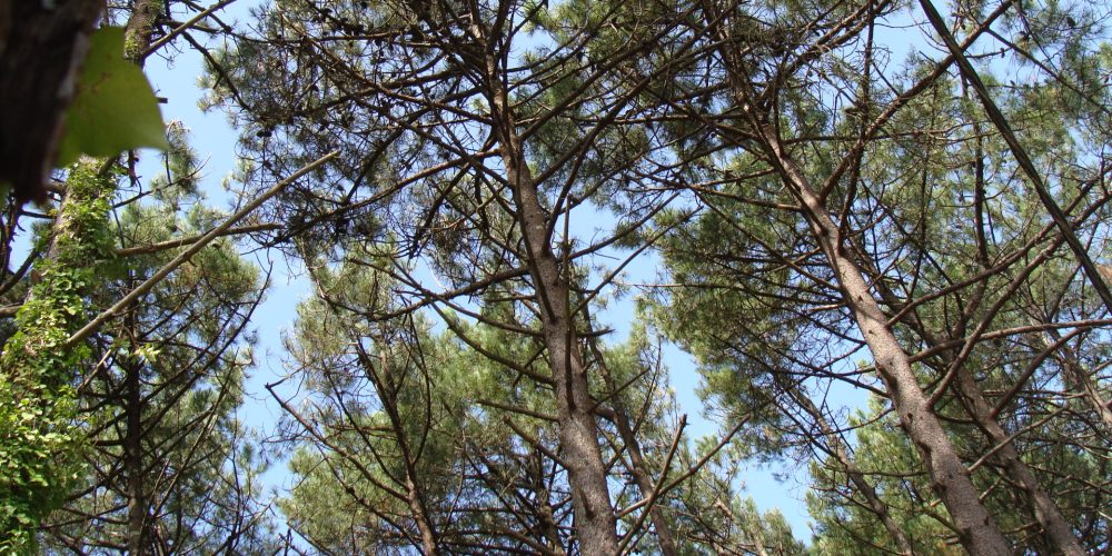 Un repaso a los principales datos del sector forestal