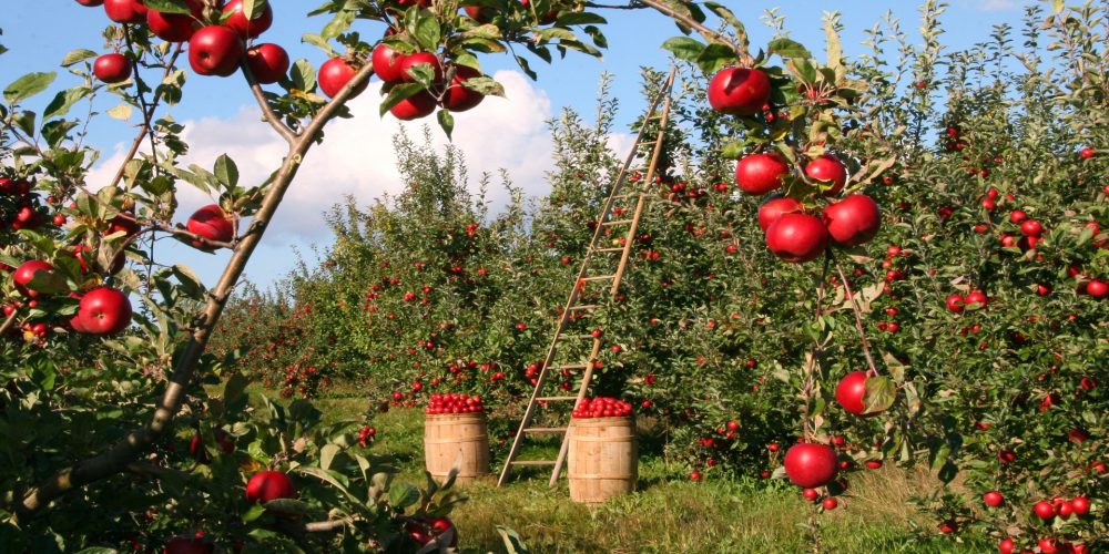 1,5 millones para la creación de organizaciones de productores