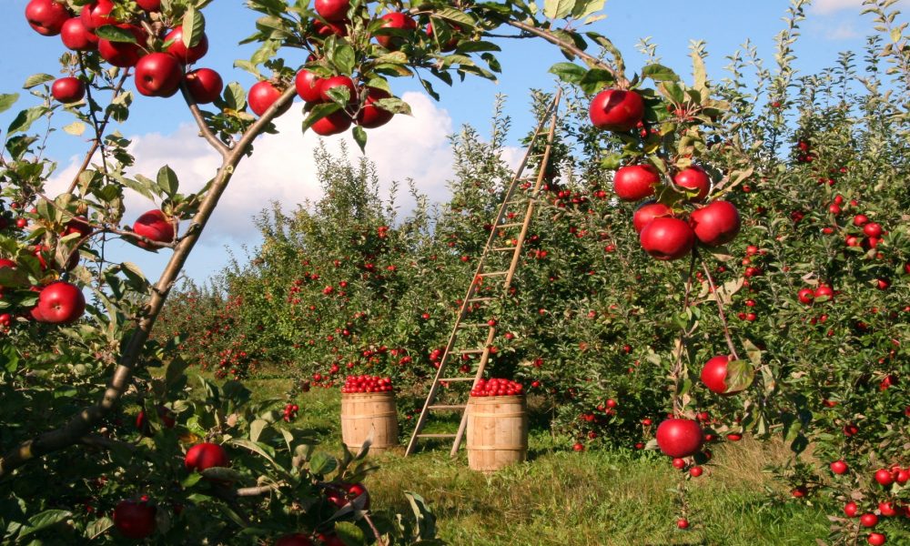 1,5 millones para la creacion de organizaciones de productores1920