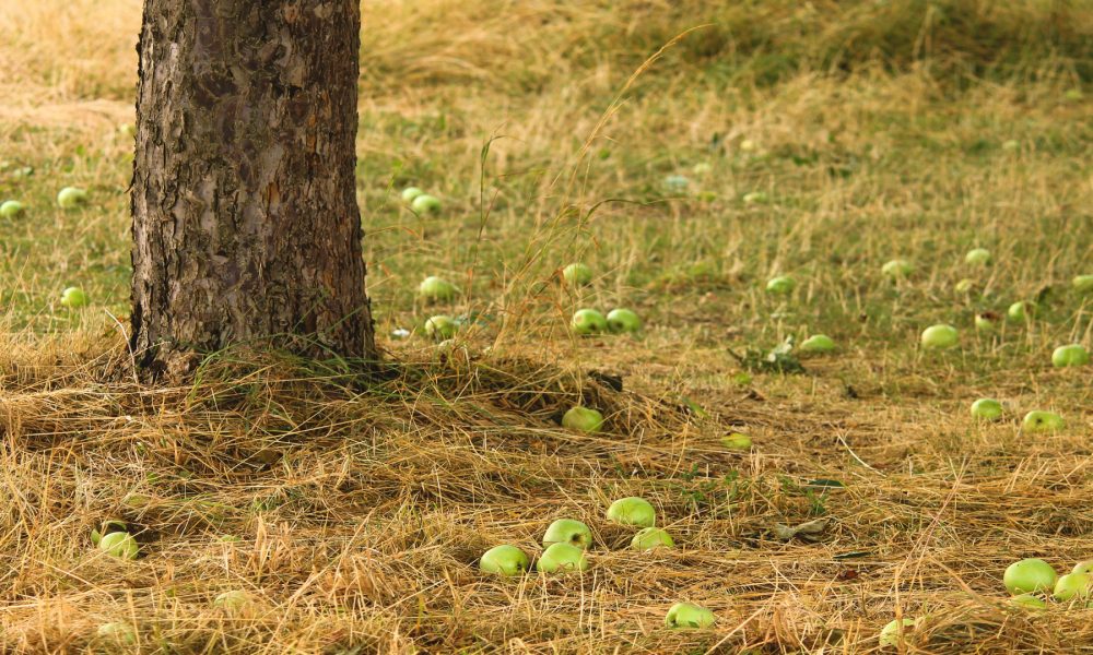 4 millones de euros para productores de huerta frutales y patata.1920