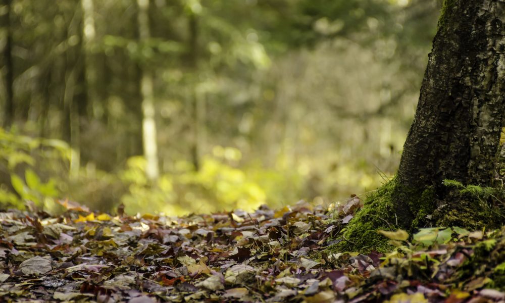 67 cursos gratuitos del Mapama para el sector ganadero, agrario y forestal