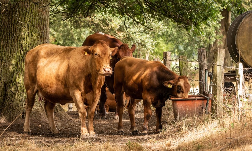 Ayudas de la Xunta para la contratacion de seguros agrarios y ganaderos1920