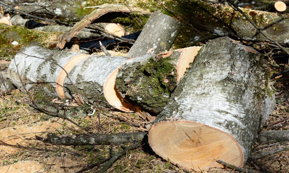 Ayudas para maquinaria forestal1920