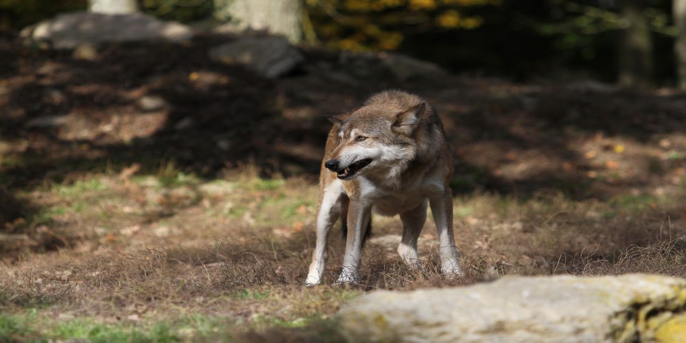 Ayudas para paliar los daños del lobo en las ganaderías