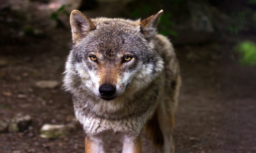 Ayudas para prevenir los daños provocados por el lobo y el jabalí1920