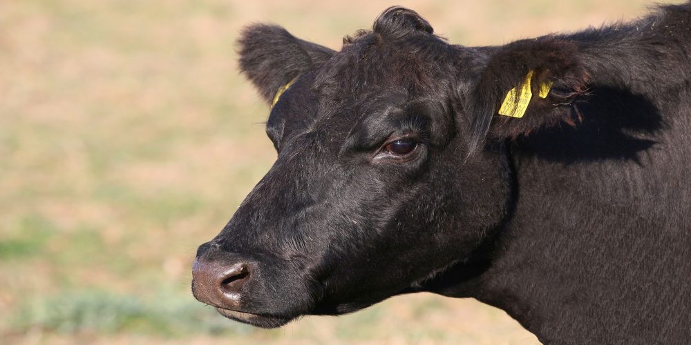 Ayudas por vacas de leche 126 euros por animal y vacas de carne 91 euros