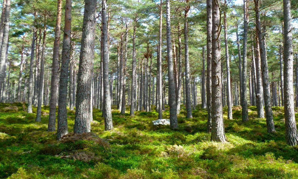 Bases del II premio al Proyecto Innovador Forestal 2018 1920