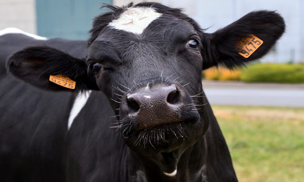 Bayer apoya con 30.000 € en total tres proyectos innovadores que mejoren el bienestar animal1920