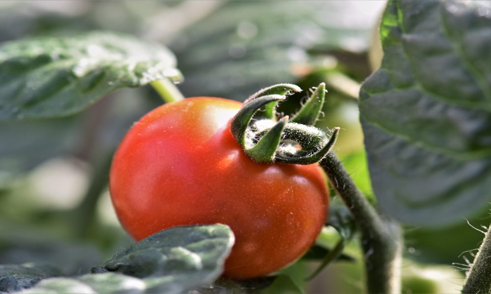 Controlar las lechugas y los tomates desde el móvil.