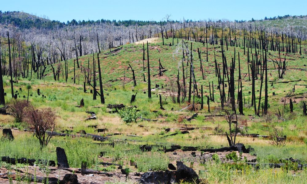 Cosas que hay que cambiar en la política forestal contra incendios 1920