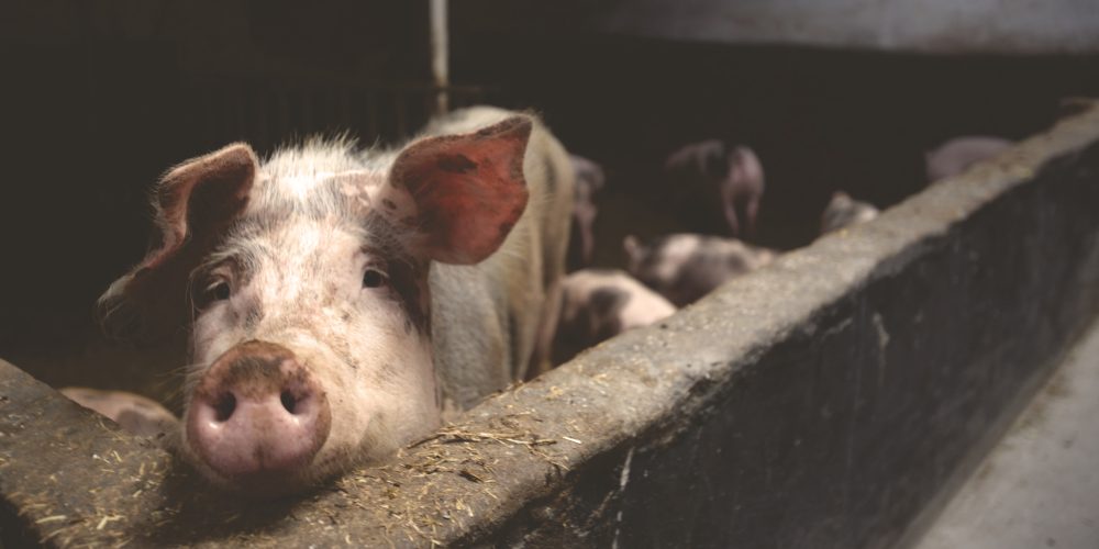 Demasiados antibióticos en la cría de animales