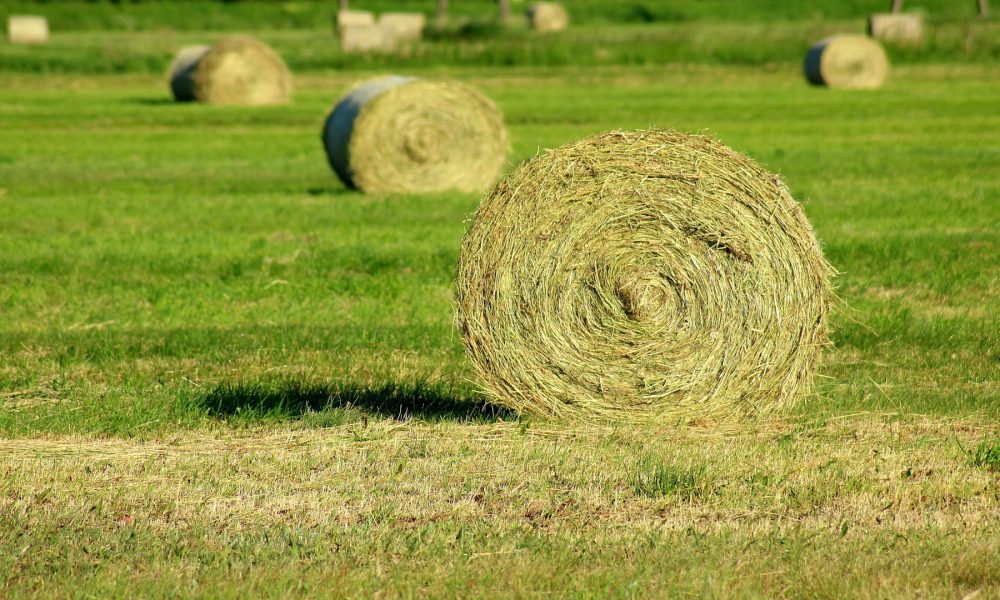 El Fondo Español de Garantia Agraria hizo publico estos dias el listado de beneficiarios de las ayudas de la Política Agraria Comun (PAC) en el 2017.1920