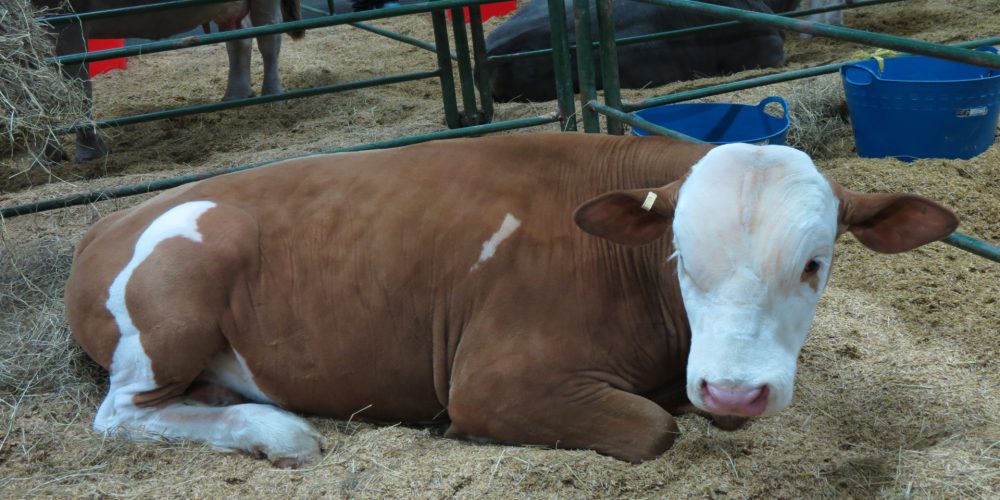 El confort de las vacas es el factor número uno que determina la rentabilidad de las granjas