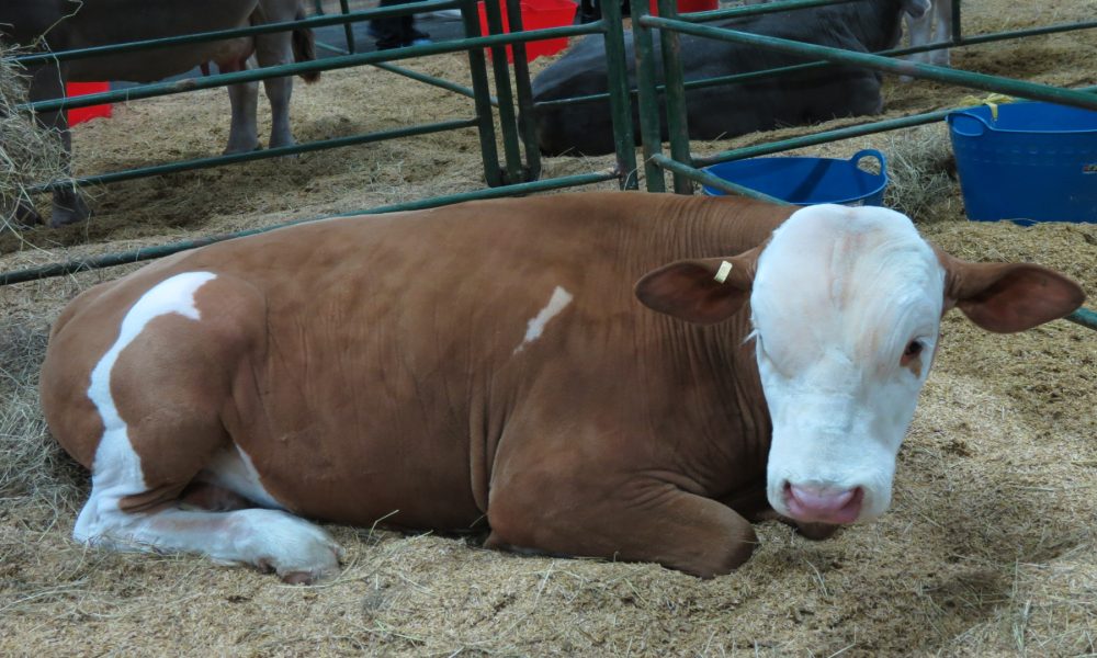 El confort de las vacas es el factor numero uno que determina la rentabilidad de las granjas1920