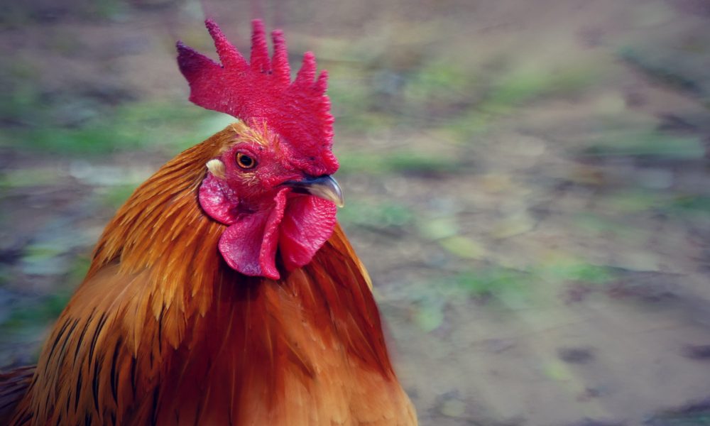 El gallo de corral gallego triunfa donde va 1920