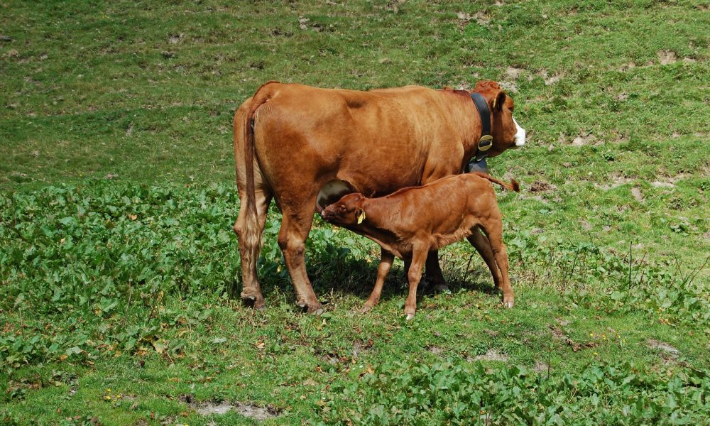 El parto de las vacas.1920