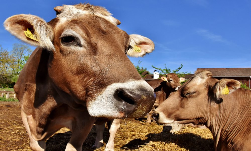 En 2019 el uso de antibioticos en vacuno de leche tendran cambios1920