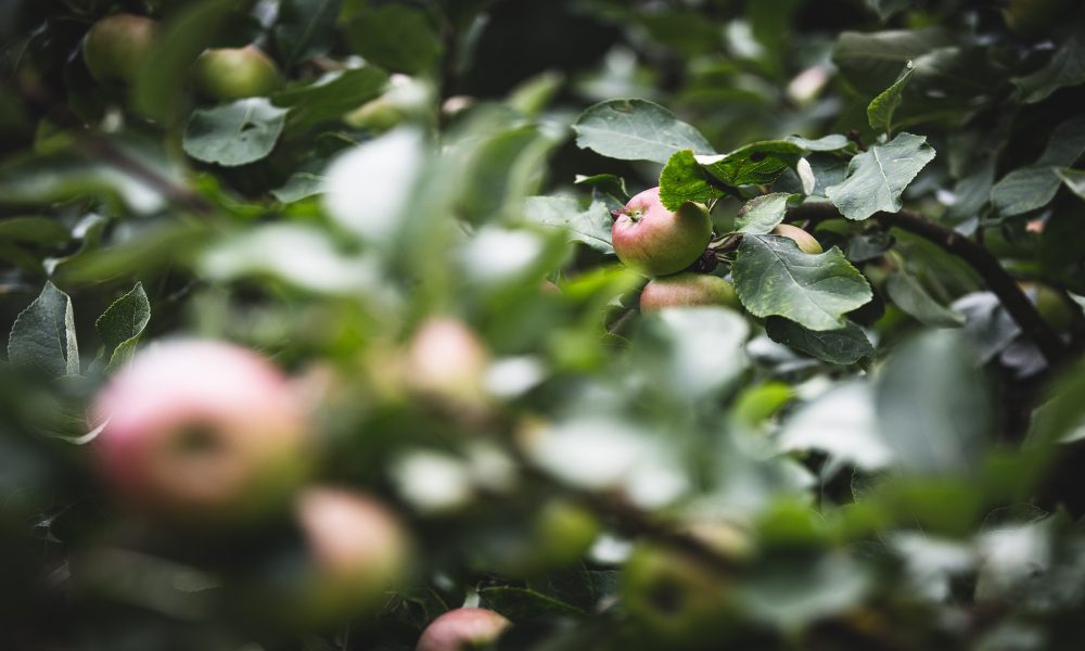En las superficies de interés ecológico no se podrá utiliza herbicidas o fitosanitarios.