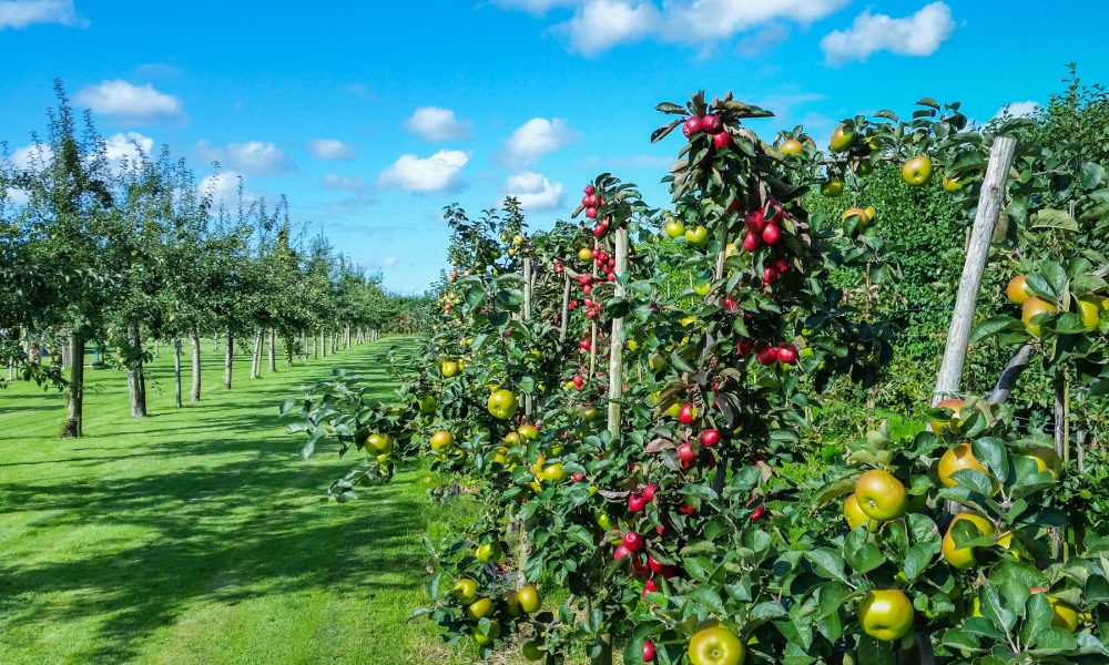 Hay novedades en los planes de mejora.1920