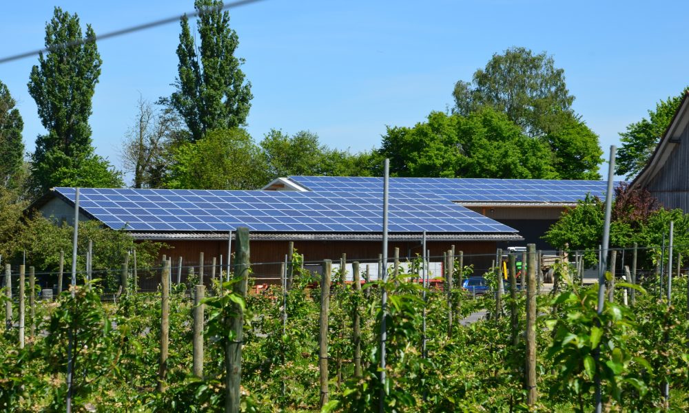 Instalar energías renovables en las explotaciones ganaderas 1920
