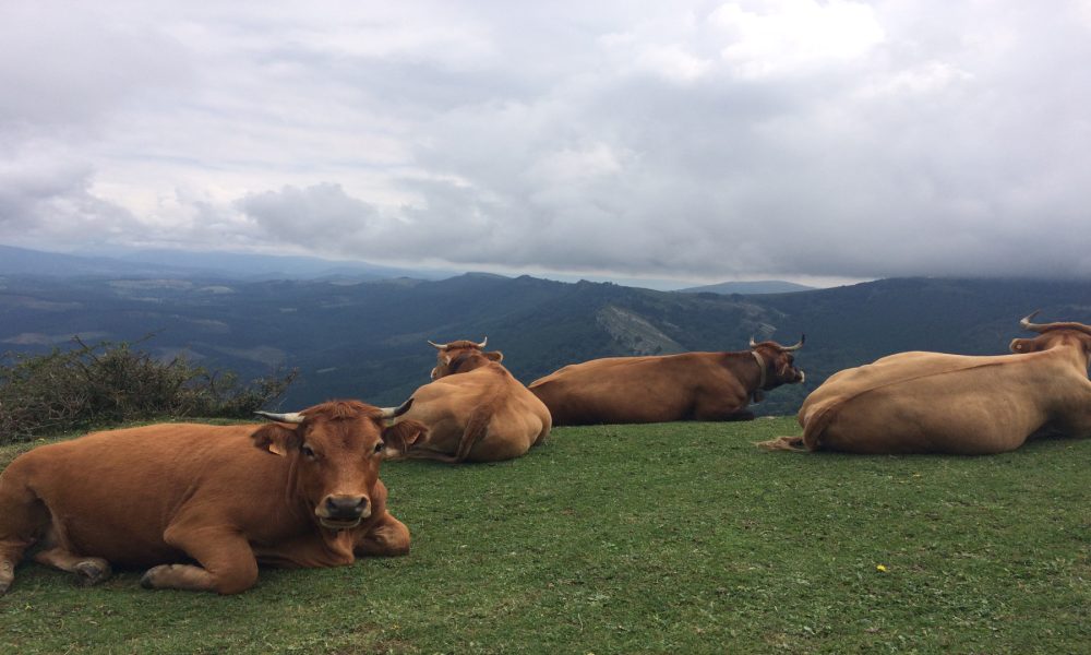 La Conselleria de Medio Rural destina 750.000 euros para indemnizaciones por sacrificio obligatorio de animales1920