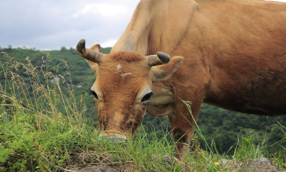 La European Dairy Farmers es un club privado de ganaderías de toda Europa.1920