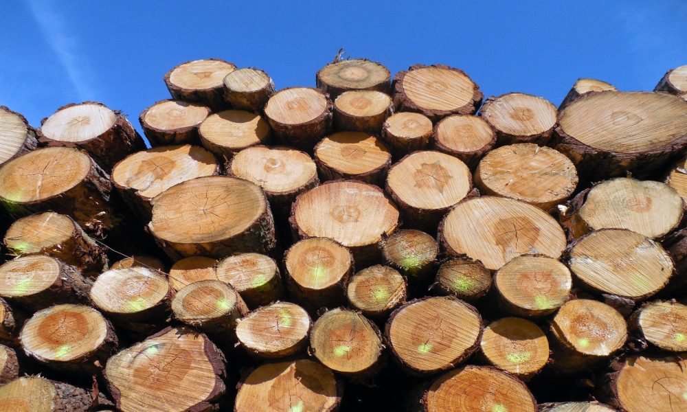 La Xunta permitira cortar pinos y eucaliptos sin necesidad de permiso1920