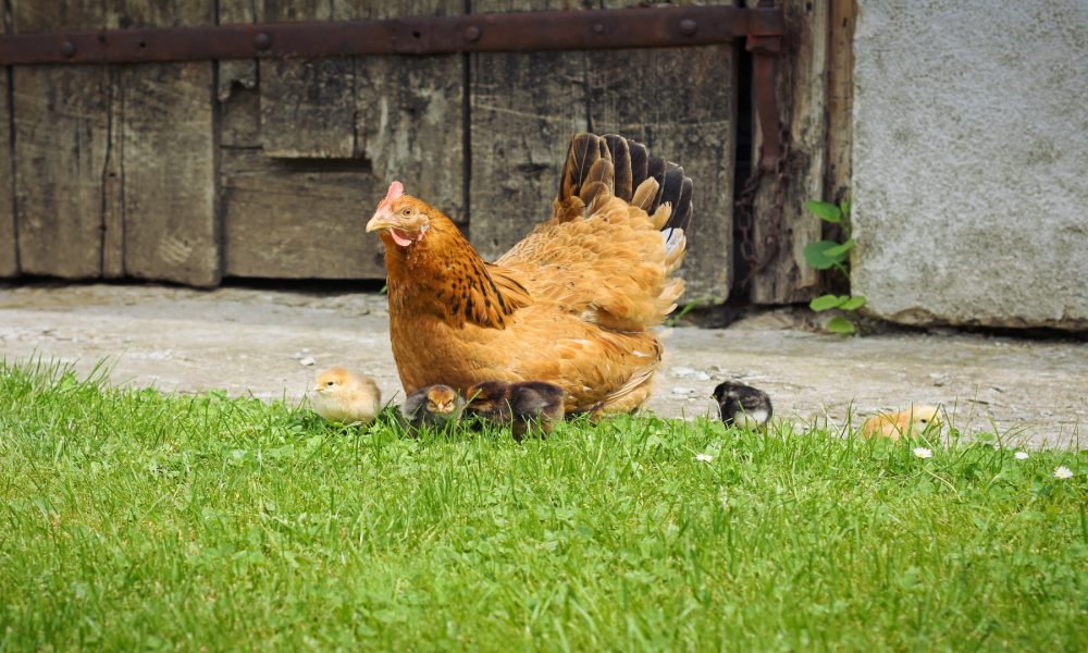 La gallina es el ave mas numerosa del planeta1920
