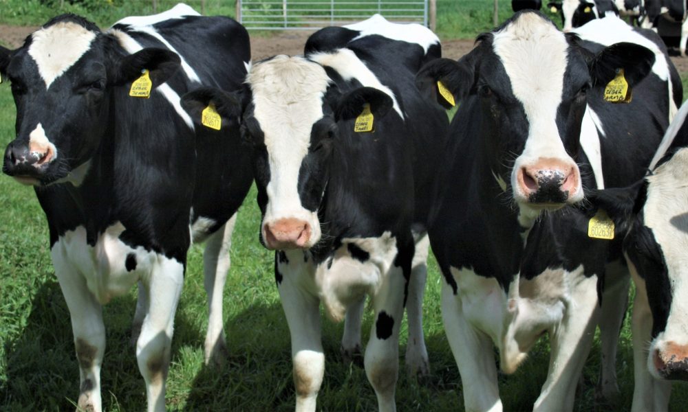 La historia de 90.000 vacas felices1920