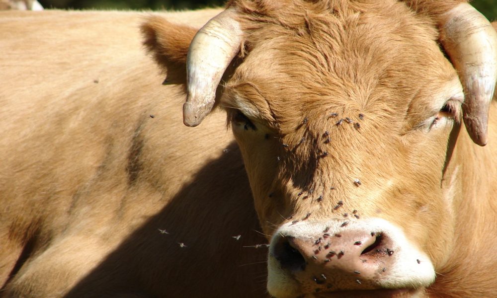 La importancia de controlar las moscas en ganaderías de vacuno de leche.
