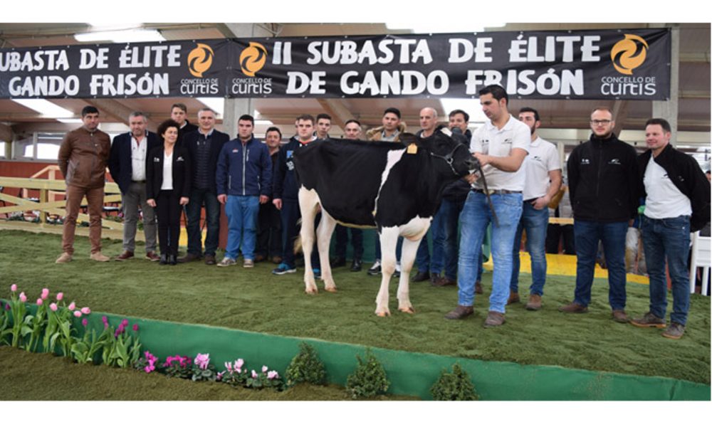La mejor ternera Frisona es España es Gallega 1920