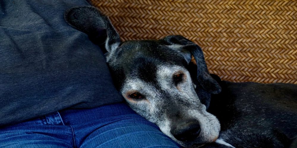 La responsabilidad de tener animales domésticos