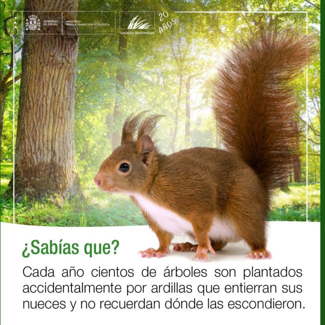 Las ardillas