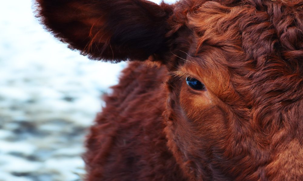 Las vacas no son tan tontas como parecen1920