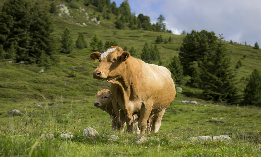 Las vacas pueden avisar al ganadero que van a parir en una hora gracias a los moviles.1920