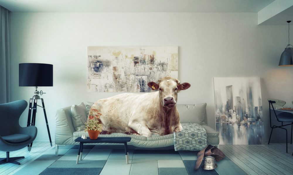 Las vacas que mas producen no son las que más comen sino las que más descansan.1920