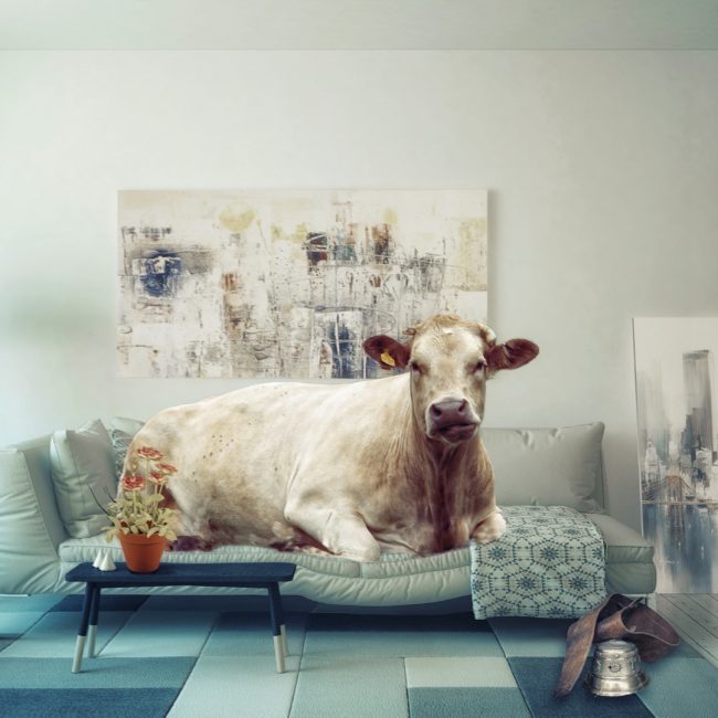 Las vacas que más producen no son las que más comen, sino las que más descansan