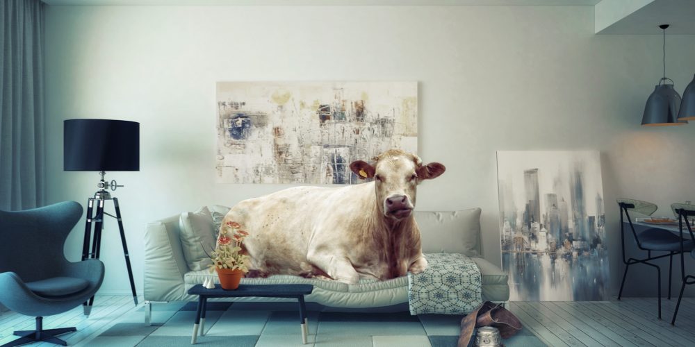 Las vacas que más producen no son las que más comen, sino las que más descansan