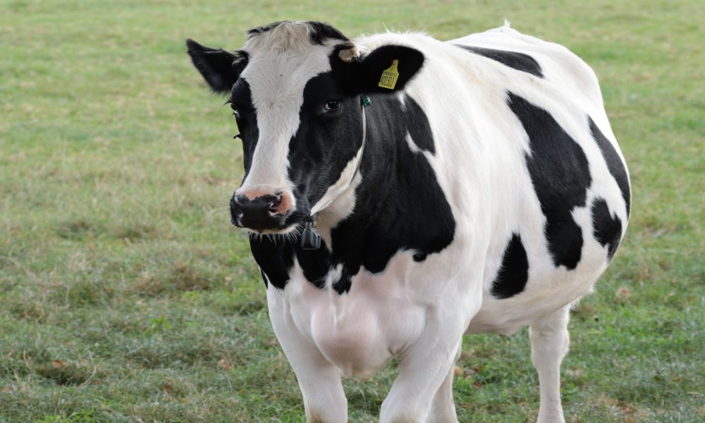 Listado de las mejores vacas y mejores explotaciones de raza Frisona 1920